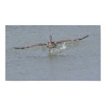 pelican flying, flying, pelican, bird, flight,