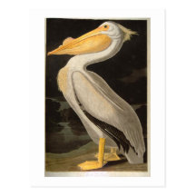 Pelícano blanco, John James Audubon Postales