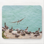 Pelícano que aterriza Mousepad Alfombrilla De Ratón