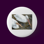 pelicans,2