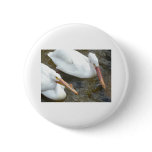 pelicans,2