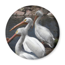 pelicans,3 fridge magnets
