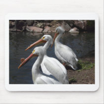 pelicans,3 mouse mat