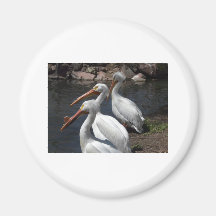 pelicans,3 refrigerator magnets