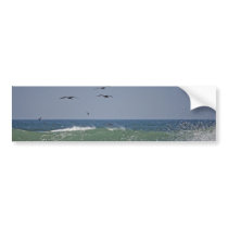 Pelicans at Horsfall Beach Bumper Sticker