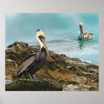 Pelicans At Laguna Rock Posters