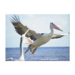 Pelicans Pelicans
