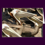 Pelicans