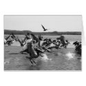 Pelicans cards