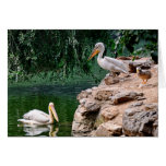 Pelicans Greeting Cards