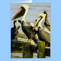 PELICANS cards