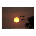 Pelicans Fly at Sunset posters