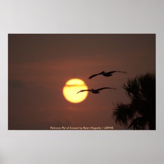 Pelicans Fly at Sunset print