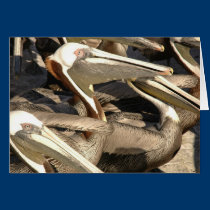 Pelicans cards