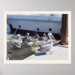Pelicans Harbor Dock Print