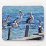 Pelicans