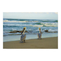 Pelicans on Jensen Beach in Florida posters