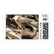 pelicans postage