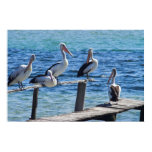 Pelicans