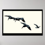 Pelicans Poster