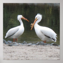 Pelicans Poster Print posters