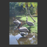 pelicans posters
