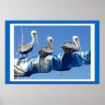 Pelicans & Sailboat Print