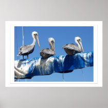 Pelicans & Sailboat Print