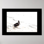 Pelicans & Seagull Print