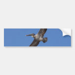Pelicans Wings Flying Bumper Stickers