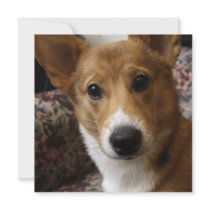 Pembroke Corgi Dog Invitation