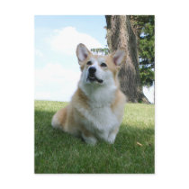 Pembroke Welsh Corgi postcards