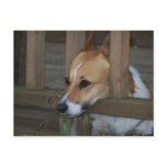 Pembroke Welsh Corgi Postcard 002