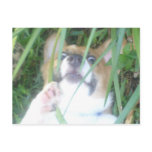 Pembroke Welsh Corgi Puppy Postcard