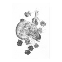 Pencil field mouse and berries posters by creativeflairuk Pencil field mouse and berries posters