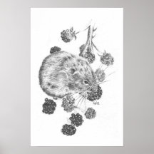 Pencil field mouse and berries posters