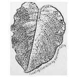 Pencil Sketch Leaf flyers
