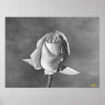 Penciled Rose Print