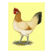 Penedesenca:  Wheaten Hen Post Cards