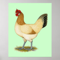 Penedesenca:  Wheaten Hen Posters