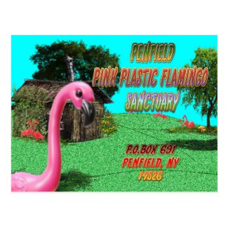penfield pink plastic flamingo sanctuary postcard