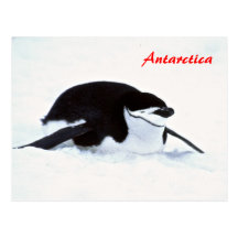 Penguin Antarctica postcard
