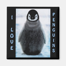 Penguin Baby Penguin-lover Fine Art Magnet