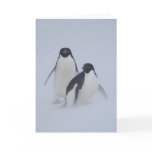 Penguin Blizzard