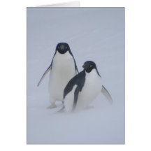 Penguin Blizzard Cards