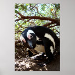 Penguin Boy posters