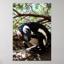 Penguin Boy Poster