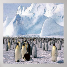 Penguin Canvas Print