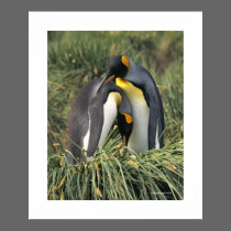 Penguin Cuddle Poster posters