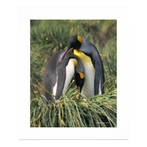 Penguin Cuddle Poster posters
